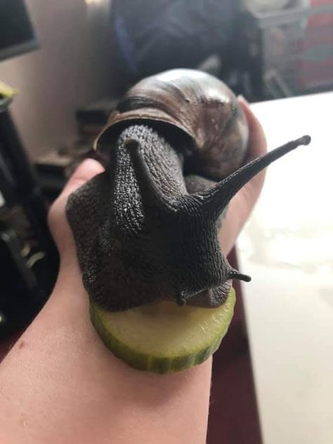 Big Snail, Giant African Land Snails, Giant Snail, Pet Snails, Sleepy Dogs, Crustaceans, Cute Stuffed Animals, Cool Photos, Cute Animals