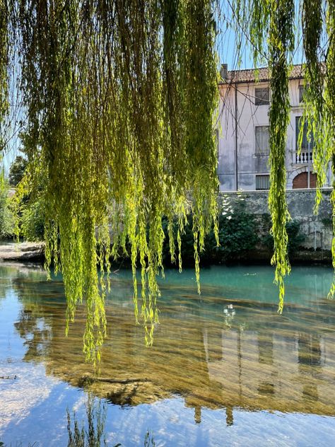 Willow tree. Call me by yout name summer aesthetic. Willow Name, Willow Aesthetic, North Of Italy, Name Aesthetic, Willow Tree, Aesthetic Photography, Summer Aesthetic, Call Me, Dream Wedding