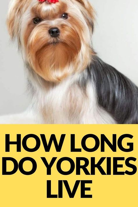 Yorkie Puppy Care, Yorkie Breeders, Dog Tear Stains, Yorkie Haircuts, Yorkshire Terrier Haircut, Yorkshire Dog, Teacup Yorkie Puppy, Yorkie Terrier, Yorkie Lovers