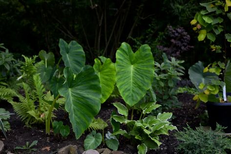 How to Grow HUGE Elephant Ear Plants - The Thrifted Planter Elephant Ear Plants, Elephant Ear Bulbs, Elephant Ear Plant, Keys To Success, Elephant Ears, Garden Edging, Garden Structures, Seed Starting, Garden Spaces