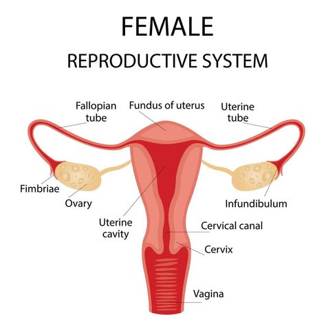 Human anatomy, female reproductive system, female reproductive organs. The system of inclusion the organs of the uterus, cervix, ovaries, ovaries, and fallopian tubes. Overview illustration Female Reproductive System Anatomy, Human Anatomy Female, Anatomy Education, Anatomy Flashcards, Biology Diagrams, Anatomy Female, Human Physiology, Human Body Organs, Basic Anatomy And Physiology