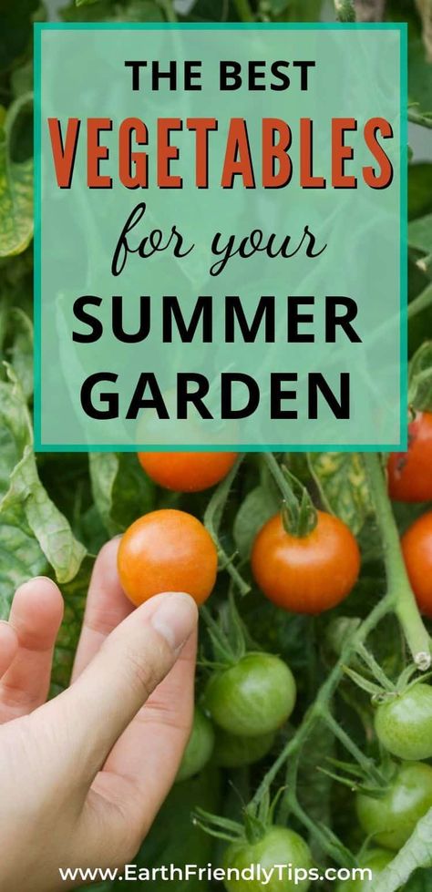 If you want to make sure your summer garden still produces even when it's hot outside, choose some of these best vegetables to plant in summer. These best vegetables to grow in summer can handle the heat and give you delicious food to eat. #ecofriendly #garden #gardening #summer What To Plant In Summer Vegetable Garden, Fruit To Grow In Garden, Which Vegetables To Plant Together, Summer Plants To Grow, Garden Aesthetic Dark, Summer Vegetables To Grow, Gardening Seasons, Summer Garden Vegetables, Summer Garden Ideas