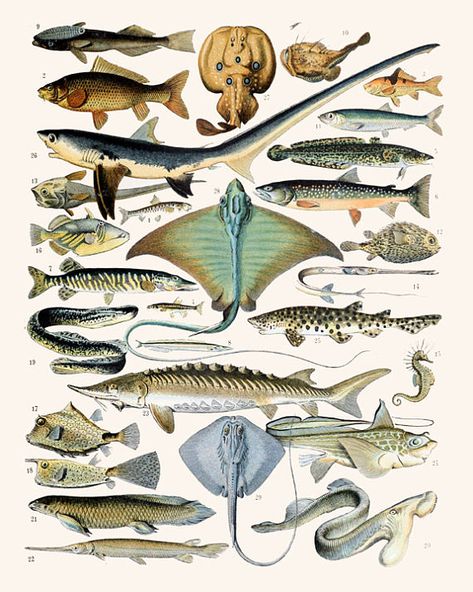 Fish Print - Fish Wall Art - Fish Decor - Science Art - Sea Animals Print - Water Animals - Fishing Poster - Vintage Animals Art - Set of 2 Please note that some of our prints come from images that are over 100 years old and as such, they may reflect realistic details - they may be Marine Poster, Fish Chart, Biology Poster, Adolphe Millot, Creature Marine, Marine Creatures, Aquatic Creatures, Fish Illustration, Fish Wall Art