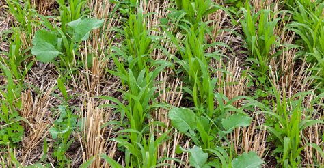 Soil Health Partnership data shows learning curve associated with cover crop adoptio | 032221 Soil And Water Conservation, Cover Crops, Plant Covers, Big Leaves, Soil Health, Soil Improvement, Replant, Planting Vegetables, Garden Soil