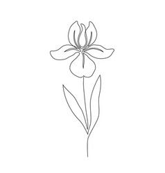 Purple Iris Drawing, Minimal Iris Tattoo, Iris Outline Tattoo, Simple Iris Tattoo Outline, Iris Tattoo Line Art, Iris Tattoo Small Simple, Minimalist Iris Flower Tattoo, Iris Flower Outline, Iris Line Art