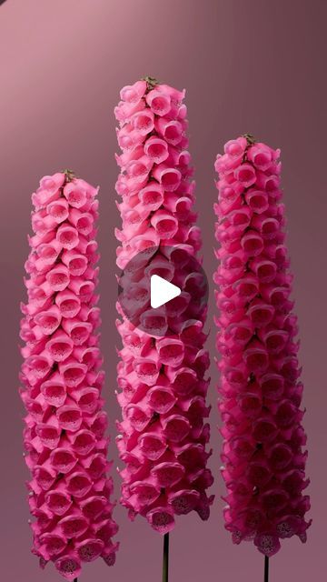 @cheuqs on Instagram: "Foxglove 6/8  #3d #3dart #b3d #blender #geometrynodes #flower #design #foxglove art #animation #cyclesrender #blendercommunity #nature" Foxglove Art, Flowers 3d, Flower 3d, Art Animation, 3d Artwork, Flower Tutorial, 3d Animation, Flower Design, 3 D