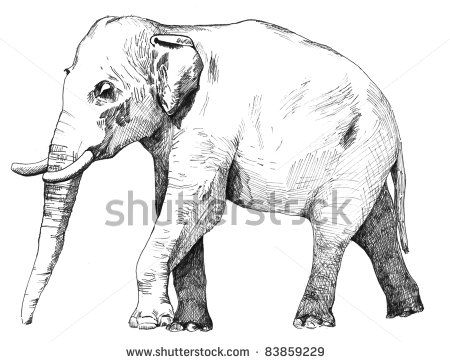 hand drawn sketch of asian elephant illustration done in black ink and isolated on white background by Attitude, via ShutterStock Tattoo Elephant, Elephant Sketch, Elephant Images, Elephant Illustration, Elephant Drawing, Forest Background, Asian Elephant, Indian Elephant, Elephant Tattoos