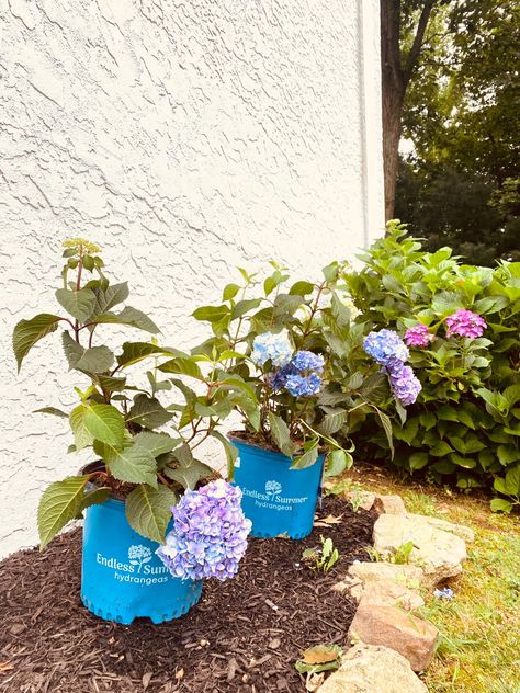 Endless Summer Hydrangeas how to grow Small Hydrangea Garden, Bloomstruck Endless Summer Hydrangea, Endless Summer Hydrangea Landscaping, Hydrangea Endless Summer, How To Plant Hydrangea In Ground, Planting Hydrangeas In Ground, Endless Summer Hydrangea Care, Endless Summer Bloomstruck Hydrangea, Backyard Hydrangeas