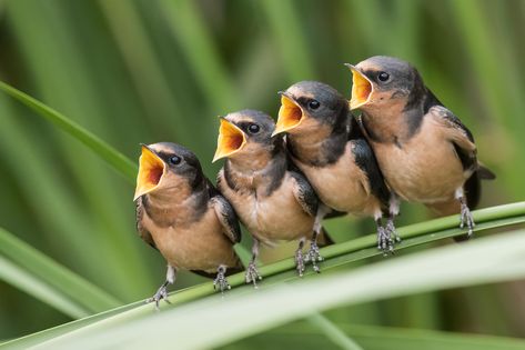 Why Do Birds Stop Singing in Late Summer? | Audubon Great Lakes Loon Photo, Duck Species, Common Loon, Singing Birds, Gentoo Penguin, Hatching Chicks, Birds Singing, Barn Swallow, Burrowing Owl