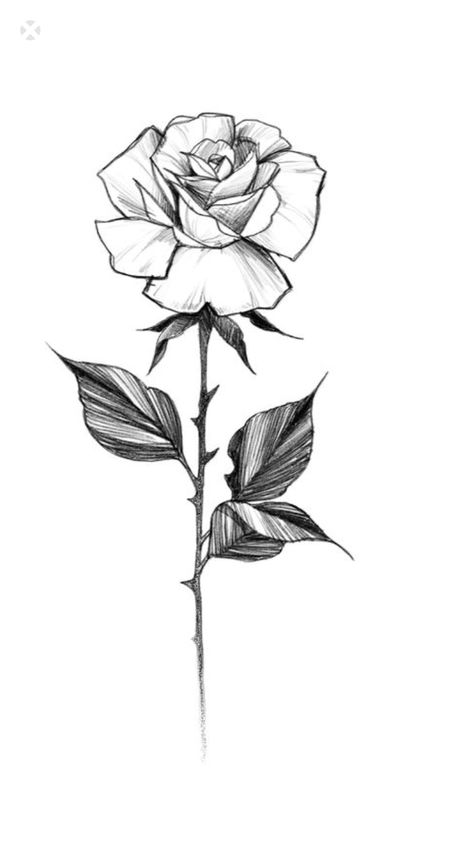 Single Rose Drawing, Rose Drawing Ideas, Rose Drawing, Single Rose, Rose Tattoo, A Drawing, Drawing Ideas, Black And White, White