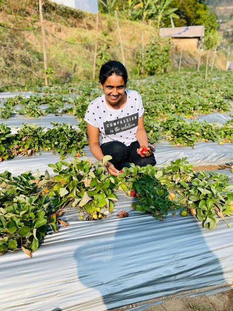 vatavada, located 45 km away from munnar town is known for its variety of fruits and vegitables farming. Munnar, Variety Of Fruits, Parsley, Kerala, Herbs, Fruit