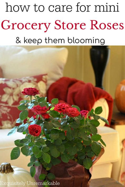 Mini Rose Plant Care, Mini Roses Care Indoor, Mini Roses Outdoors, Indoor Rose Plant, Mini Grocery Store, Mini Rose Bush, Indoor Roses, Rose Bush Care, Container Roses