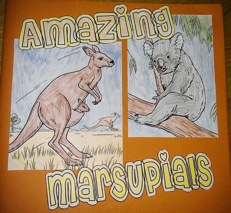 Iman's Home-School: Marsupials Lapbook Study Theme, Books About Animals, Pet Theme, Fish Ocean, Animal Science, Animal Book, Weird Science, Doc Mcstuffins, Arabic Books