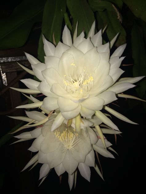 Queen of the night The Queen Of The Night Flower, Night Queen Aesthetic, Queen Of The Night Flower Drawing, Night Queen Flower, Queen Of The Night Flower, Cactus Drawing, Queen Of The Night, Black Lotus, Queen Aesthetic