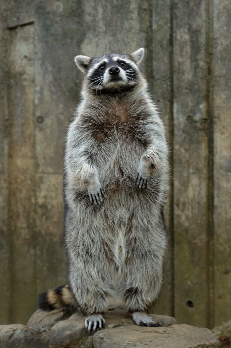 Attention! | Common Raccoon | No. Ge. | Flickr Raccoon Standing Up, Raccoon Holding Something, Funny Raccoon Pictures, Raccoons In Love, Raccoon Anatomy, Raccoon Reference, Raccoon Standing, Raccoon Pfp, Ringtail Cat