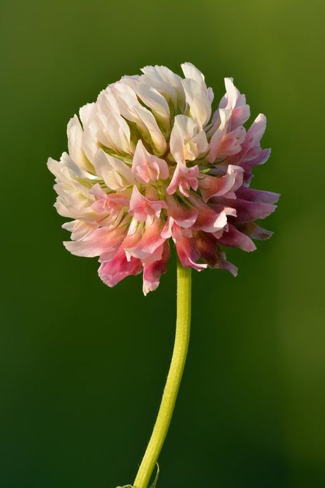 Clover Plant, Fabric Sewing Ideas, Botanical Fabric, Flowers To Paint, Plant Fungus, Red Clover, Clover Flower, Flowers Botanical, Painted Flowers