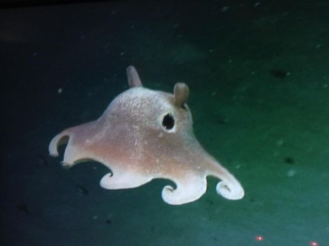 Cool Sea Creatures, Ocean Stuff, Dumbo Octopus, You Are My Moon, Cute Octopus, Deep Sea Creatures, Image Swag, Water Animals, Beautiful Sea Creatures