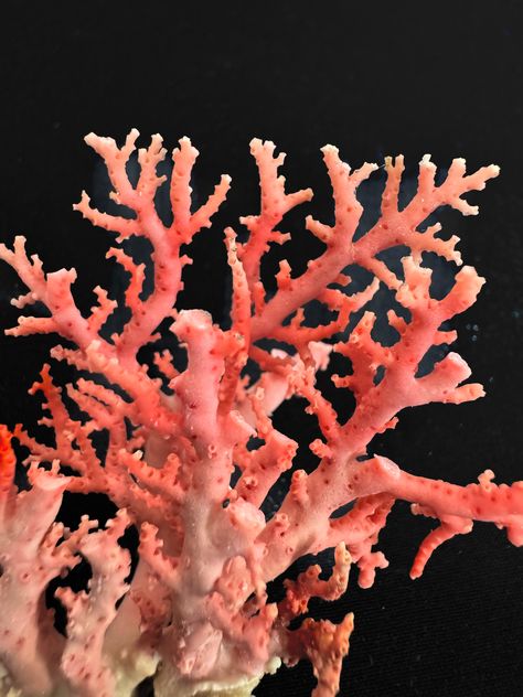 Discover the exquisite beauty of our Natural Rare Pink Lace Stylaster Coral. Each delicate lace-like formation showcases the unique elegance of this rare coral species, bringing a touch of nature's wonder to your collection. Elevate your aquarium or coral display with this captivating and uncommon addition Coral is a wonderful accent piece for your beach or vacation home but is just a stunning in more traditional settings. We absolutely love mixing coral with our vintage industrial decor, we fin Coral Horns, Coral Display, Coral Vase, Ceramic Coral Reefs, Coral Species, Tropical Lagoon, Sea Corals, Hard Coral, Bleached Coral