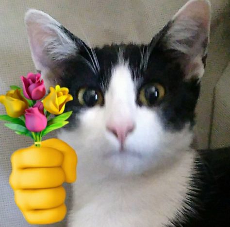 Giving Flowers, Simple Phone Wallpapers, Holding Flowers, Flowers For You, Bunch Of Flowers, Silly Cats, Reaction Pictures, Cat Memes, Flowers Bouquet