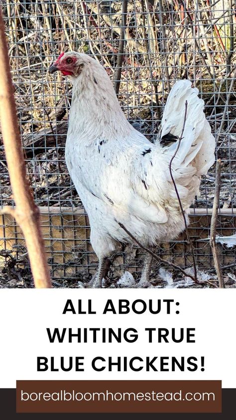 Chicken wiht text overlay : all about whiting true blue chickens. Whiting True Blue Chicken, Blue Chicken Eggs, Chicken Raising, Egg Pictures, Blue Chicken, Selective Breeding, Backyard Flocks, Egg Production, Blue Eggs