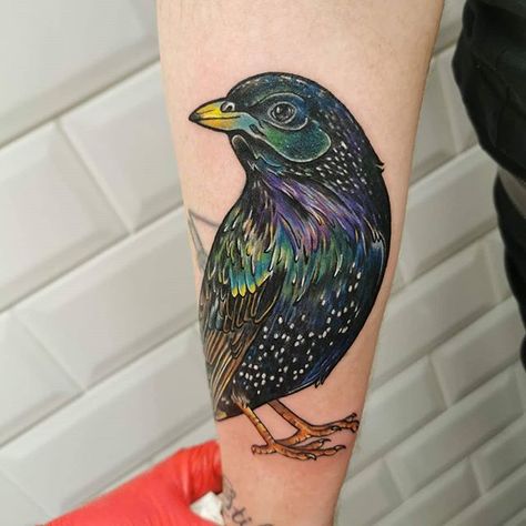 Here's a cheeky Starling  #birdtattoo #starlingtattoo #wildlifetattoo #skulltattoo #blackworktattoo #inkyswallows #inkyswallowstattoostudio… Starling Tattoo, Wildlife Tattoo, Birds Tattoo, Starling, Blackwork Tattoo, Thigh Tattoo, Unique Tattoos, I Tattoo, Skull Tattoo