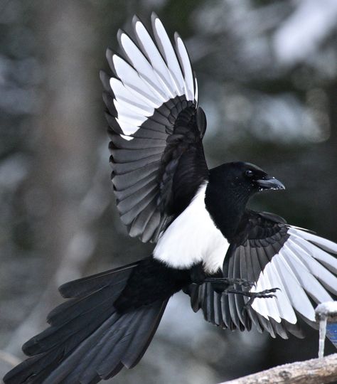 Black-billed magpie (Pica hudsonia) Magpie Flying, Black Billed Magpie, Magpie Tattoo, Eurasian Magpie, Magpie Art, Jackdaw, Crows Ravens, Bird Wings, Bird Pictures