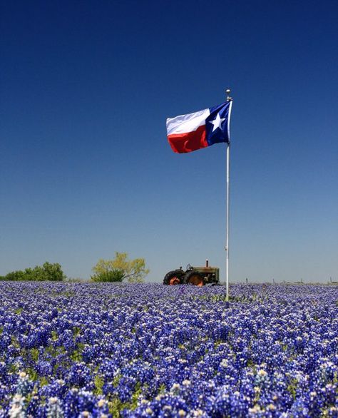 Texas Bluebonnets in the Spring!  That's what I am talking about. Shes Like Texas, Only In Texas, Texas Life, Texas Forever, Texas Bluebonnets, Loving Texas, Texas Girl, Texas Flag, Texas Flags