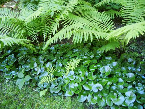 Midsummer Garden | ginger and ferns Asarum Europaeum, Shady Garden, Interesting Textures, Ferns Garden, Woodland Plants, Wild Ginger, Japanese Garden Design, Ground Cover Plants, Woodland Garden