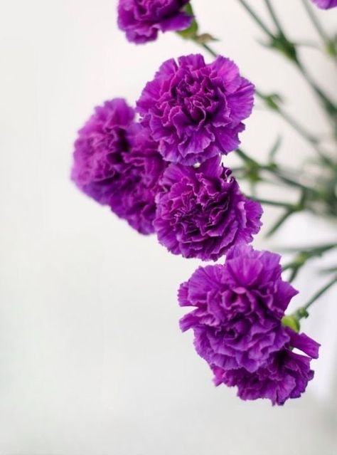 Carnation Flower Purple, Carnation Purple, Mom Flowers, Purple Carnations, Easter Wedding, Floating In Space, Happy Stuff, Flowery Wallpaper, Lovely Flowers Wallpaper