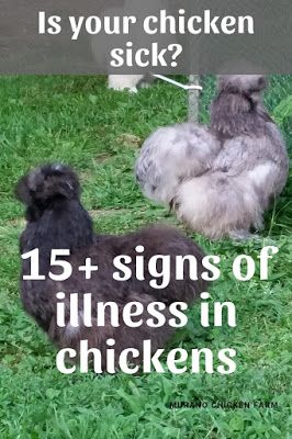 Chicken Illness, Urban Chicken Farming, Baby Chicks Raising, Portable Chicken Coop, Backyard Chicken Farming, Chicken Ideas, Chicken Health, Best Chicken Coop, Raising Backyard Chickens