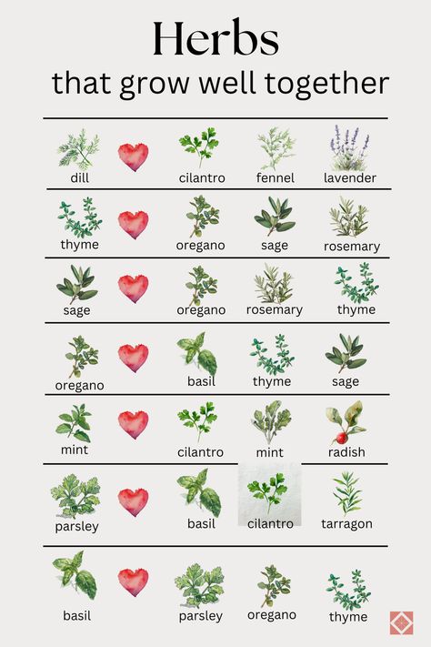 Discover the secrets of companion planting with herbs! 🌱 This beginner-friendly guide shows you the ideal herbs to plant beside each other for pest control, growth, and flavor. 🐛🌶️ Learn which herbs pair perfectly with veggies like tomatoes, cabbage, and asparagus. 🍅 Plus, find out why basil and dill are your garden's best friends! 🌿👭 Get six perfect pairs for herb gardens and tips at the link. #HerbGardening #CompanionPlanting Cooking Herbs Garden, Starter Herb Garden, Planting Herbs From Seeds, Back Deck Herb Garden, Different Types Of Herbs, Herb Front Garden, Best Gardening Tips, Fall Herb Garden, Herb Border Garden