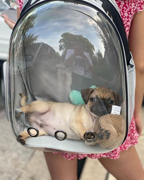 Small Pet Carrier, Airline Pet Carrier, Cat Backpack Carrier, Emotional Support Dog, Dog Backpack, Cat Backpack, Transparent Bag, Travel Hiking, Small Cat