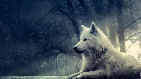 [42+] Best Wolf Wallpaper on WallpaperSafari Wolf Background, Wolf Images, Wolf Painting, Wolf Photos, Wolf Wallpaper, She Wolf, Wolf Pictures, Beautiful Wolves, Wolf Spirit