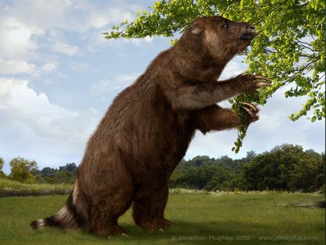 An ancient ancestor of the sloth, called Megatherium was the size of an elephant. Mesozoic Era Animals, Giant Ground Sloth, Sloth Facts, Cenozoic Era, Prehistoric Sloth, Creepy Sloth, Giant Sloth, Ground Sloth, Bear Dog Prehistoric