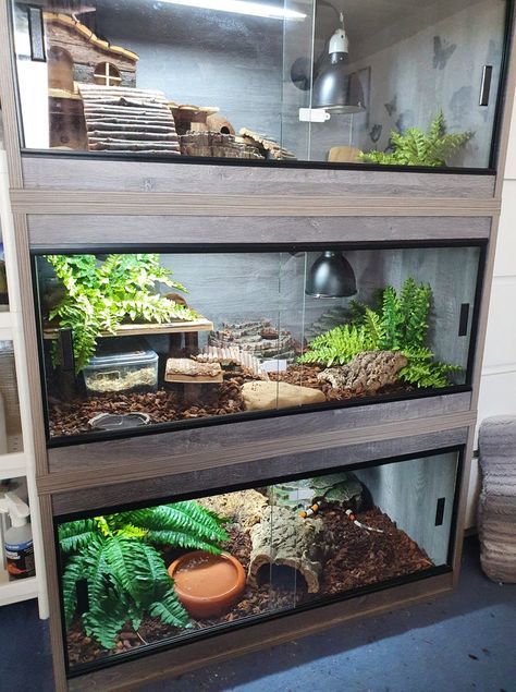 Snake Cages, Giant African Land Snails, Snake Terrarium, Frog Terrarium, Snake Enclosure, Gecko Terrarium, Snake Tank, Fish Tank Terrarium, Turtle Habitat