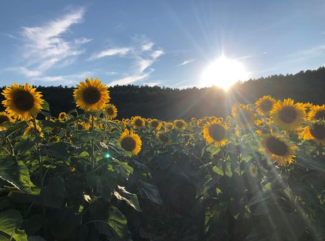 Sunflower Fields and Maze | Hanson's Farm Sunflower Maze, Giant Sunflower, Sunflower Fields, The Beauty, Sunflower, Beauty