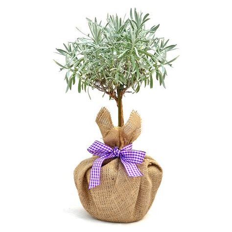 MINI STEMMED LAVENDER-Ideal- Plants & Flower Gifts For Mothers Day, Birthday & For All Gift Occasions Giftaplant http://www.amazon.co.uk/dp/B00IAR6GHQ/ref=cm_sw_r_pi_dp_VW0pwb15JCEX1 Easter Plants, Heather Plant, Lavender Plants, Rosemary Plant, Plant Gift, Lavender Plant, Christmas Gifts For Girlfriend, Flower Spike, Decorative Bows