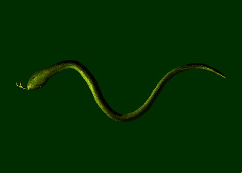 snake_preview.gif (839×602) Snake Animation, Snake Gif, Animated Drawings, Animated Gif, Gif, Drawings, Art