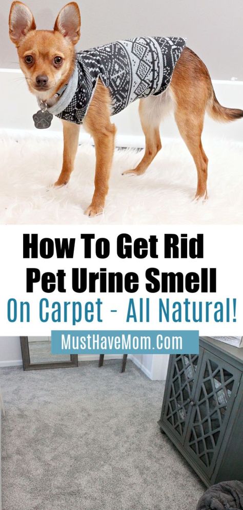 Best pet urine remover to naturally remove pee odor left behind by cats or dogs from your carpets via @musthavemom Ad Remove Dog Urine Smell, Pet Urine Smell, Urine Remover, Clean Baking Pans, Deep Cleaning Hacks, Urine Smells, Cleaning Painted Walls, Dog Urine, Dog Pee