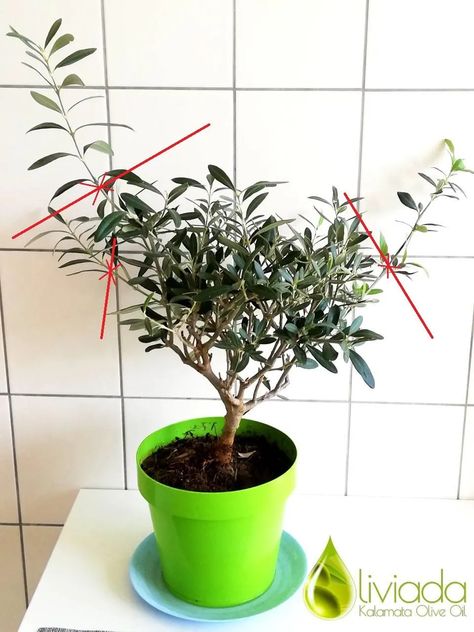 Pruning Olive Trees In Pots, How To Care For Olive Trees In Pots, Olive Tree Pruning, How To Prune Olive Trees, Olive Trees In Pots Outdoor, Indoor Olive Trees In Pots, Growing An Olive Tree, Olive Trees In Pots, Pruning Olive Trees