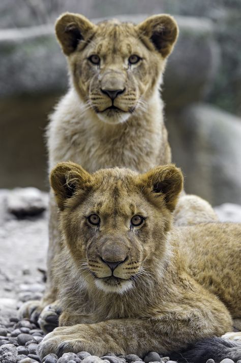 https://flic.kr/p/FsLQ7A | Two lion cubs looking at me | I think that this photo is really cool, because both cubs were looking at me and one was standing behind the other! Two Lion Cubs, Lion Cubs, Wild Animals Pictures, Exotic Cats, Lion Pictures, Lion Cub, Cat Family, Large Cats, Animal Planet