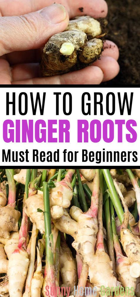 Using Fresh Ginger Root, Storing Fresh Ginger Root, Uses For Fresh Ginger Root, Growing Ginger In Containers, Harvesting Ginger Root, How To Plant Ginger Root, Dehydrating Ginger Root, Grow Ginger From Scraps, Plant Ginger Root How To Grow