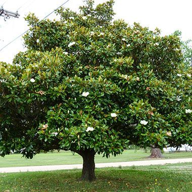 Magnolia Tree Landscaping, Faux Greenery Outdoor, White Magnolia Tree, Big White Flowers, Magnolia Grandiflora, Specimen Trees, Garden Design Plans, Magnolia Trees, Ornamental Trees