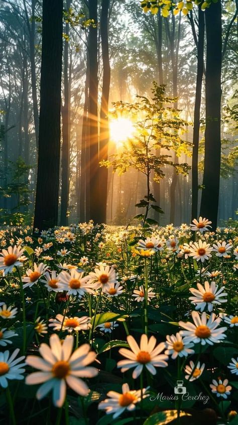 Spring In The Woods, Summer Images Nature, Bright Nature Wallpaper, June Aesthetic Wallpaper, Nature Pictures Beautiful Landscapes, Spring Season Aesthetic, Summertime Wallpaper, Dreamy Nature, Summer Scenery