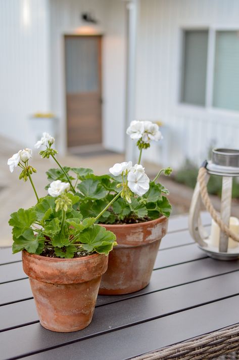 Garden Terracotta Pots, Geraniums In Terracotta Pots, White Geraniums Planters, Potted White Geraniums, Terracotta Planters Outdoor, Exterior Potted Plants, Flowers In Terracotta Pots, Flowers In Pots Ideas Outdoors, Cottage Deck Ideas