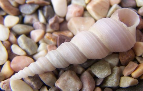 American Auger: Comes in colors from off-white and yellow-tan to reddish brown and bluish gray. Lives in sounds and offshore on shallow sand flats. Lengths of 1.5 to 2 inches. Auger Shell, North Carolina Beaches, She Sells Seashells, Sea Shell Decor, Snail Shell, Carolina Beach, Large Family, Oyster Shell, Island Life