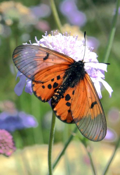 Garden Acraea (Acraea horta) Transparent Wings, Butterfly Botanical, Photo Papillon, Moth Caterpillar, Butterfly Photos, Beautiful Bugs, Butterfly Kisses, Bugs And Insects, Butterfly Garden