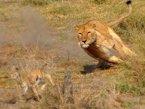 Lioness Hunting, Lion Reference, The Veldt, Lion Hunting, Elephant Shrew, Lion Book, Lions Den, Female Lion, Hot Pursuit