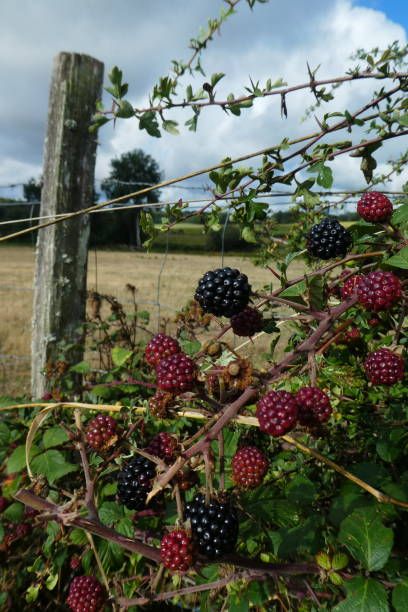 Wild Blackberries Aesthetic, Thorn Bush Aesthetic, Blackberry Aesthetic, Bramble Bush, Blackberry Vine, Australian Gothic, Thorn Bush, Thorny Bushes, Blackberry Bushes