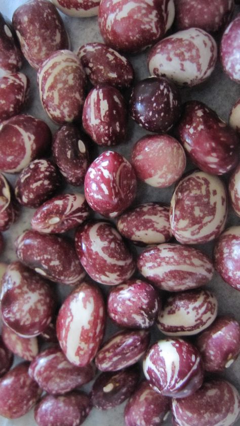 Good Mother Stallard heirloom Beans, I have never tasted any bean like this oh so good! Heirloom Beans, Eastern Eggs, Beans Beans, Kinds Of Beans, Bean Varieties, Good Mother, Feast Of Tabernacles, Pole Beans, Bean Seeds